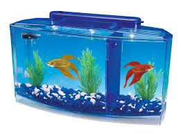 Ebay Link Betta Fish Tank With Divider Triple Beta Tank Deluxe With Filtration System Betta Fish Ideas Of Betta Betta Fish Tank Betta Tank Beta Fish Tank