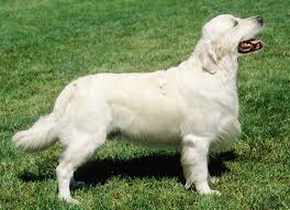 Image result for zlatý retrívr