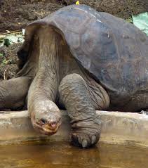 Le personnel de l'hôpital a informé la police de ce fait. Galapagos La Mort De La Tortue Lonesome George Enfin Elucidee
