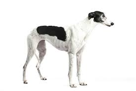 Black And White Greyhound Dog Black And White Greyhound Greyhound Black And White Hound
