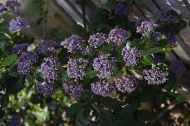 It is the leaves that people really love, coming in various colors and sizes. Ceanothus Gloriosus Hearts Desire Mountain Lilac