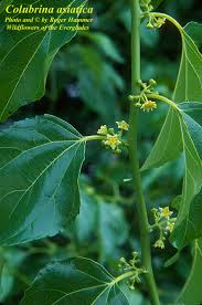 Image result for Colubrina asiatica