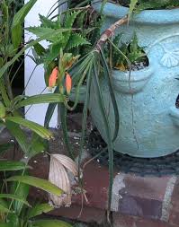 Image result for Aloe inyangensis