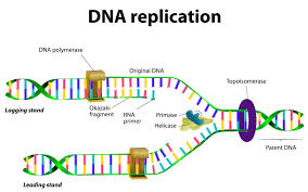 The new strands each have a piece of the old. Dna Structure Dna Replication Biology Online Tutorial