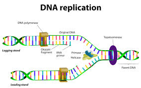 What is the first step in the process of dna replication? Dna Structure Dna Replication Biology Online Tutorial