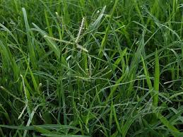 Image result for Cynodon