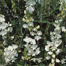 Image result for Cyperus latifolius