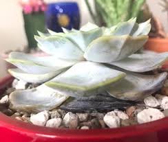 We did not find results for: Succulent Leaves Turning Black 4 Fatal Mistakes And How To Overcome Them Succulent Alley