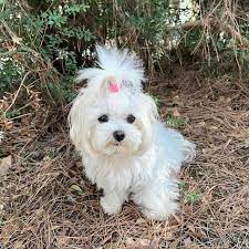 Teacup maltese puppies near me is a smaller version of maltese dog breed. Maltese Puppies For Sale Near Me Home Facebook