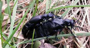 Fotografický určovací kľúč (zobrazí prehľad čeľadí) meloe violaceus marshall 1802 májka fialová systém: Nahuby Sk Fotografia Majka Fialova