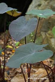 R/all is now lit colocasia esculenta 'black magic' taro (i.redd.it). Colocasia Esculenta Black Magic
