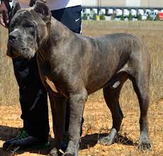 Hierarchy Kennel Breeders Of Cane Corso Italiano Cane Corso Corso Dog Cane Corso Dog