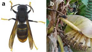 Image result for Sophora velutina