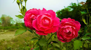 Feel free to download, share, comment. Love Rose Photos Free High Quility Image Download The Mayanagari