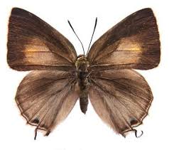 Image result for Rutidea fuscescens