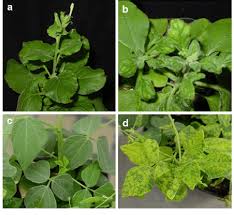 Image result for Rhynchosia micrantha