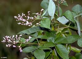 Image result for Vitex trifolia