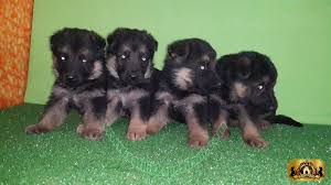 Bestdog Heaven Bursa Kopek Ciftiligi Satilik Kopek Ilanlari Kopek Yavru Kopek