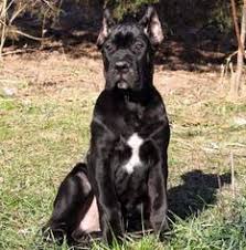 Stoneheart cane corso is not currently accepting new applications for puppies. View Ad Cane Corso Puppy For Sale Near Ohio Euclid Usa Adn 9098