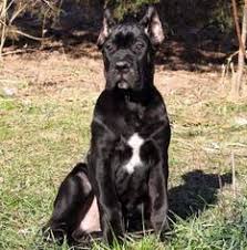 We are experienced in shipping and can arrange details to. View Ad Cane Corso Puppy For Sale Near Ohio Euclid Usa Adn 9098