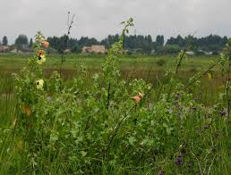 Image result for Hibiscus panduriformis