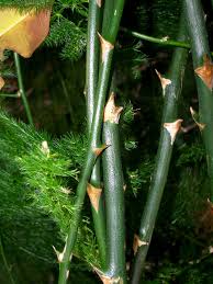 Image result for Asparagus radiatus