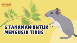 Latihan 5 5 sebagai pelajar, kamu tidak harus menjadi _____. 5 Tanda Tikus Bersarang Di Dalam Rumah Halaman All Kompas Com