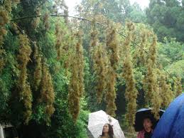 Temperature problems can wind up causing your lucky bamboo plant to die as well if you don't address them. Bamboo Blossom Wikipedia
