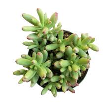 Image result for Crassula granvikii
