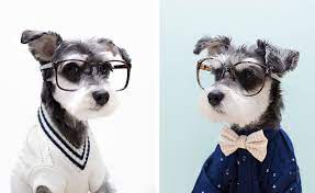 Pin On Animals And Pets