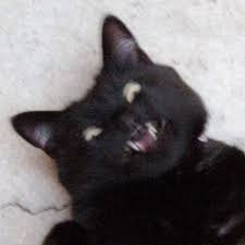 27 Likes Tumblr Gatos Estranhos Fotos De Animais Engracados Gatos Legais