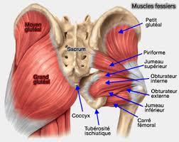 Muscles de la hanche