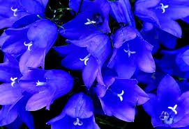 Blue and purple flowers background. Flowers Blossom Blue Background Best Free Photos