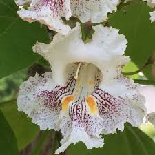 Image result for Catalpa