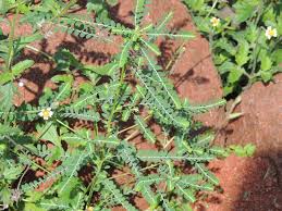 Image result for Phyllanthus parvus