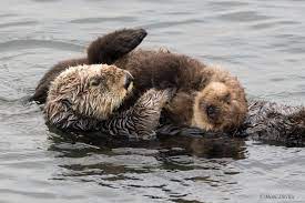 Rock A Bye Baby Sea Otter Baby Sea Otters Sea Otter Otters