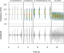 Suzana chagas dançando uma música nova de mc wm. A New Species Of Rain Frog Brevicipitidae Breviceps Endemic To Angola
