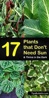 17 Amazing Plants That Don T Need Sun And Thrive In The Dark Plants That Love Shade Plants That Like Shade Indoor Plants Low Light