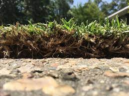 Trust the professionals & take back your weekend! Centipede Thatch Layer The Lawn Forum