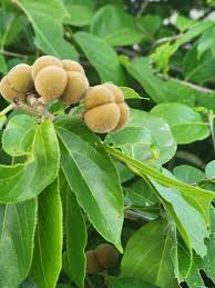 Image result for Grewia glandulosa