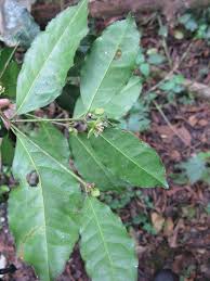 Image result for Cassipourea