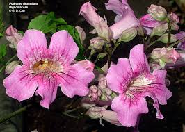 Image result for Bignoniaceae