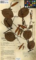 Image result for Afrobrunnichia erecta