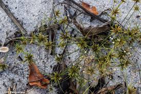 Image result for Cyperus cuspidatus