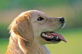 Shining A Light On Pet Dental Health Waltham Team Pioneer A New Method For Measuring Plaque In Pets Waltham