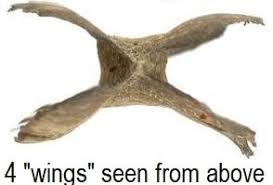 Image result for Combretum engleri