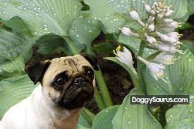 Maybe you would like to learn more about one of these? Are Hostas Poisonous To Dogs Toxic Flowers Leaves Bulbs