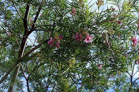 Search no further, below are some of our top picks for easy to maintain, flowering desert plants: Trees And Shrubs Tonto National Monument U S National Park Service