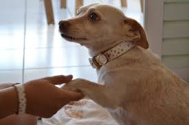 The Fairytale Dog Collar Dogs Dog Gifts Me And My Dog