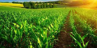 Agriculture Program